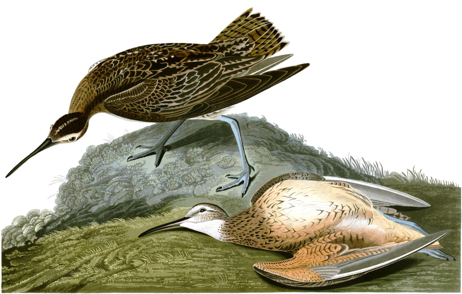 Of Locusts and Doe-Birds: The Extinction of the Eskimo Curlew - US Bird ...